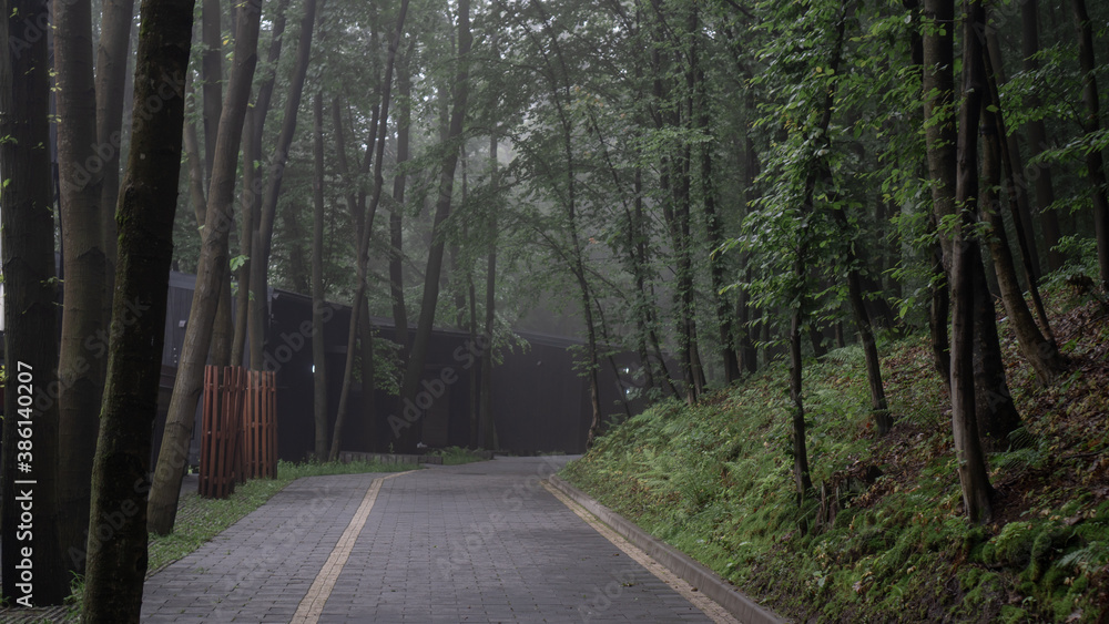Fototapeta premium A misty trail on a foggy day between tall trees in the forest and a house made of black wood. Houses in the forest
