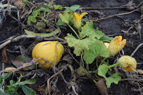 pumpkin on the ground