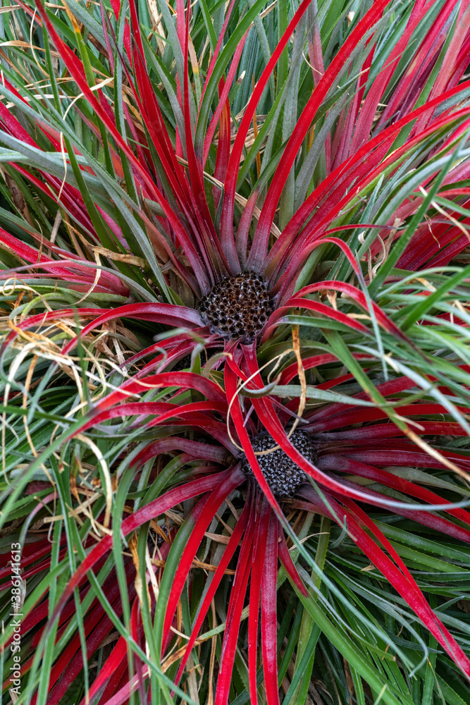 Fascicularia bicolor a summer red and green flower which is an herbaceous evergreen perennial plant commonly known as crimson bromeliad stock photo image Fascicularia bicolor a summer red and green flower which is an herbaceous evergreen perennial plant commonly known as crimson bromeliad stock photo image