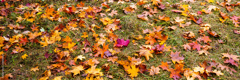 banner with autumn leaves, background banner with autumn leaves, background