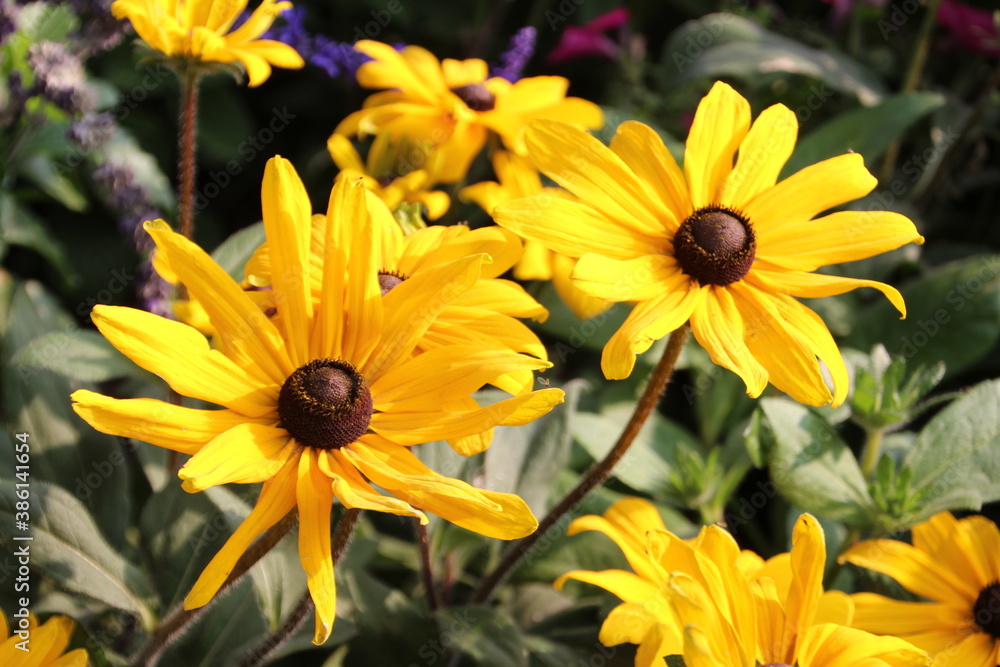 Yellow Coneflowers, Banff National Park, Alberta Yellow Coneflowers, Banff National Park, Alberta