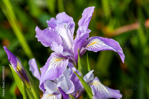 Iris douglasiana a common springtime purple blue bulbous flower which is a perennial evergreen spring plant commonly known as Douglas iris photo