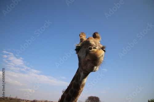 Photo Taken in Lion and Rhino Reserve, Krugersdorp