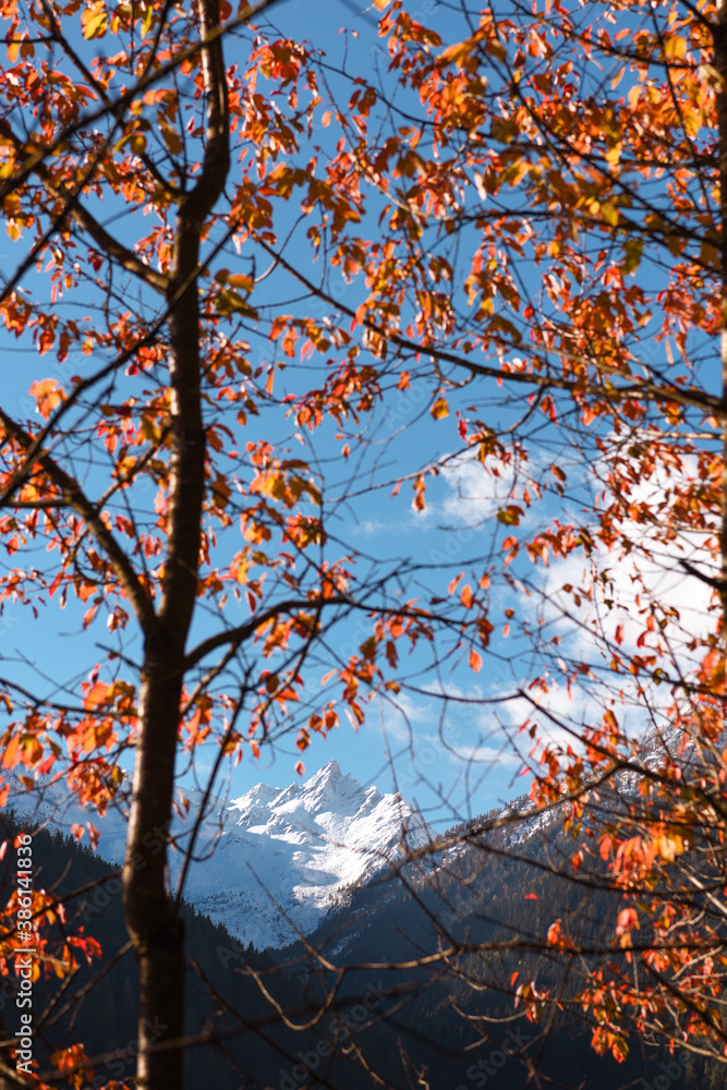 albero pianta autunno foglie colori natura albero pianta autunno foglie colori natura