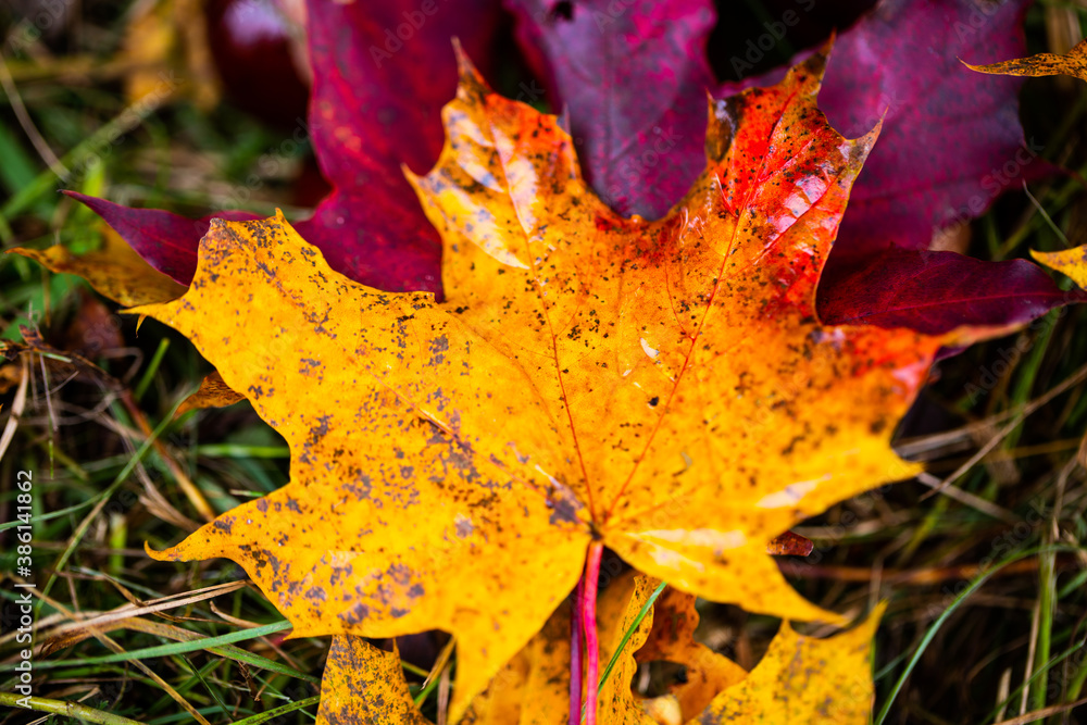 red leaves between yellow leaves, autum red leaves between yellow leaves, autum