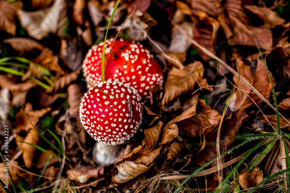 Red toadstool poisonous mushroom growth in the forest Red toadstool poisonous mushroom growth in the forest