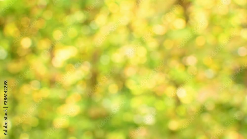Abstract blurred out of focus background, natural light of nature forest, colorful bokeh Abstract blurred out of focus background, natural light of nature forest, colorful bokeh