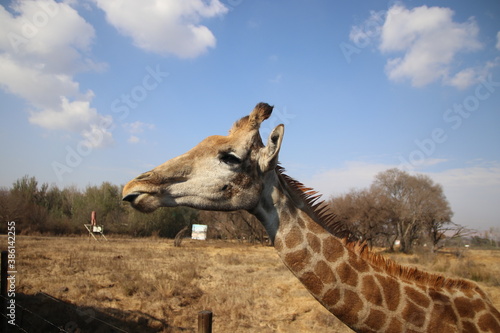 Photography Photo Taken in Lion and Rhino Reserve, Krugersdorp
