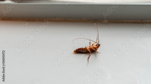 A cockroach is lying on a white tile floor.The German cockroach (Blattella germanica). Common bacteria barrier animal/bug.
