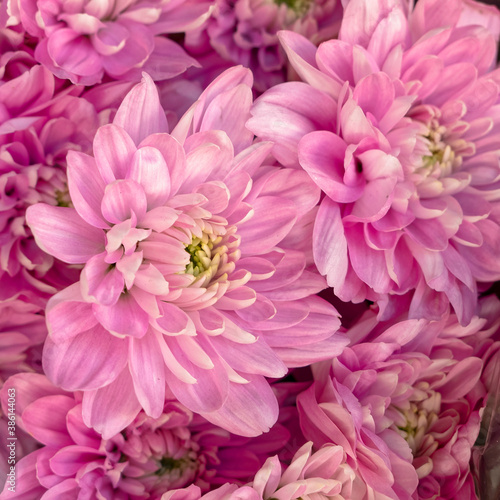 pink chrysanthemum flowers close up  natural pattern background