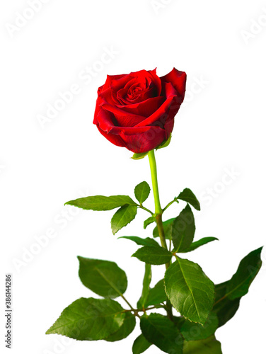 Red rose on a white background, isolate