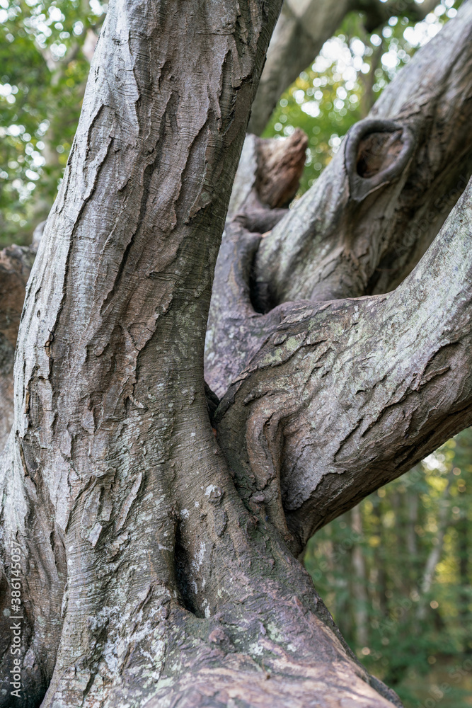 Details of an old dead tree of the enchanted fairy forest on Ruegen island