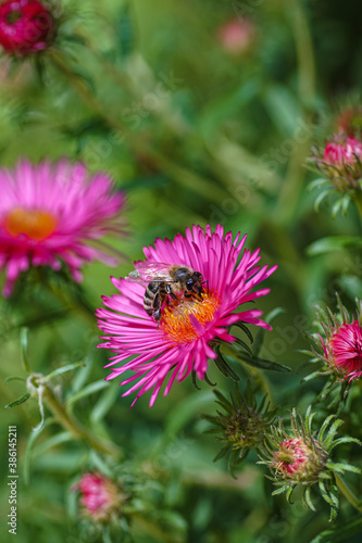 Pinke Aster mit einer Biene im Garten 