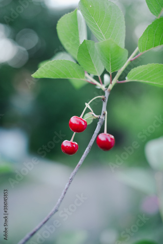 Cherry ripe in the country on a branch with a blurred green background