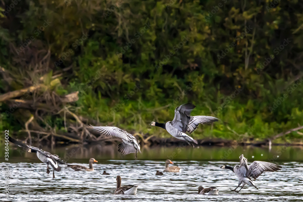 Geese flying over a little lake called Sieglarer See in Germany at a cloudy day in autumn. Geese flying over a little lake called Sieglarer See in Germany at a cloudy day in autumn.