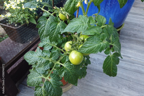 Grüne Tomaten photo