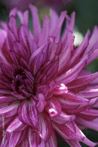 Pink and white patterned dahlia 