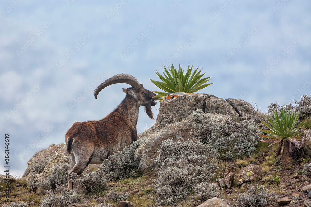 Walia Ibex (Capra walie) feeding on giant lobelia, Simien mountains national park, Amhara region, North Ethiopia - obrazy, fototapety, plakaty 