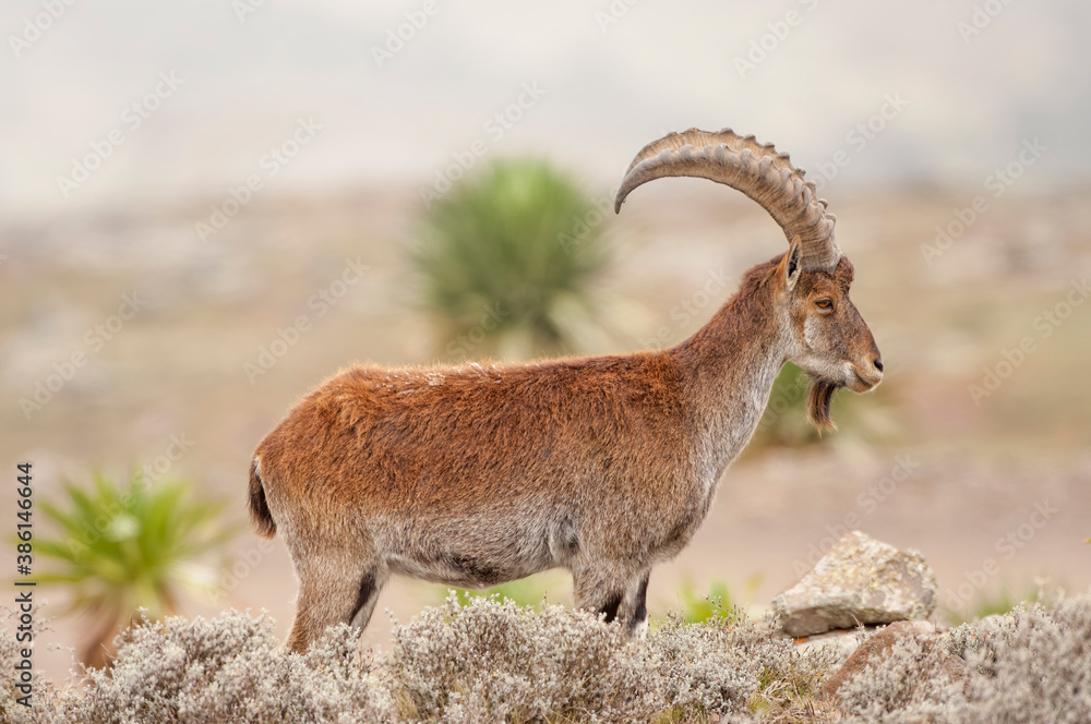 Walia Ibex (Capra walie), Simien mountains national park, Amhara region, North Ethiopia - obrazy, fototapety, plakaty 