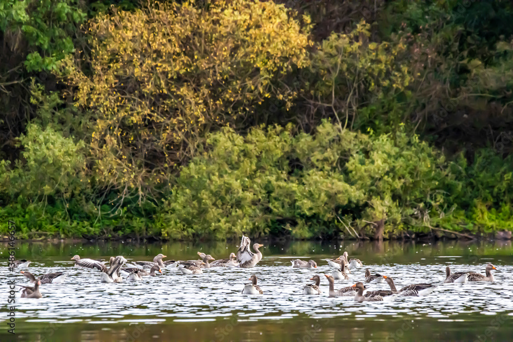 Geese swimming on a little lake called Sieglarer See in Germany at a cloudy day in autumn. Geese swimming on a little lake called Sieglarer See in Germany at a cloudy day in autumn.