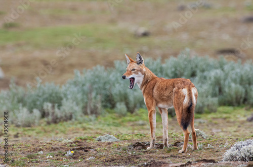Ethiopian Wolf  Canis simensis   Bale mountains national park  Ethiopia