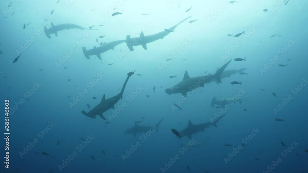 a huge school of Hammerheads in the Galapagos - Ecuador a huge school of Hammerheads in the Galapagos - Ecuador