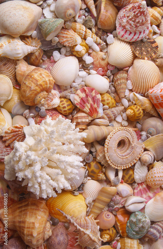 Many different seashells with coral
