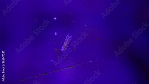 4K Footage of Ghost flatworm - Maricola (Planarian) triclad flatworms in reef aquarium glass photo