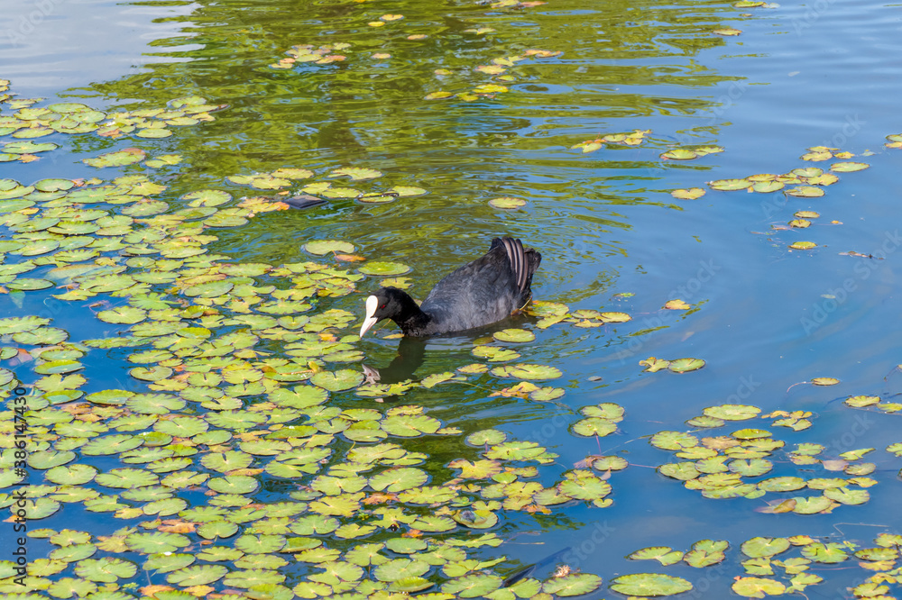 Close up of Eurasian coot (Fulica atra)
Close up of Eurasian coot (Fulica atra)