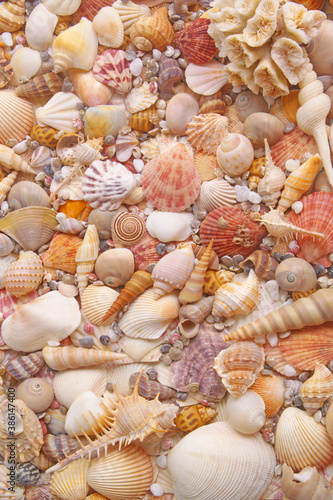 Seashells and corals as background  sea shells collection