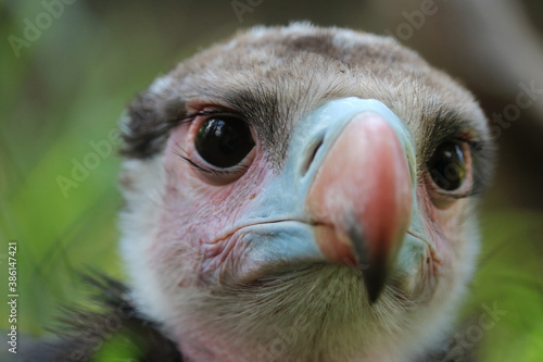 Head of a critically threatened white-headed vulture, trigonoceps occipitalis in frontal view, close-up photo