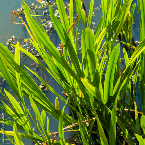 Принти на полотні Close up of blooming Sweet Flag (Acorus calamus)