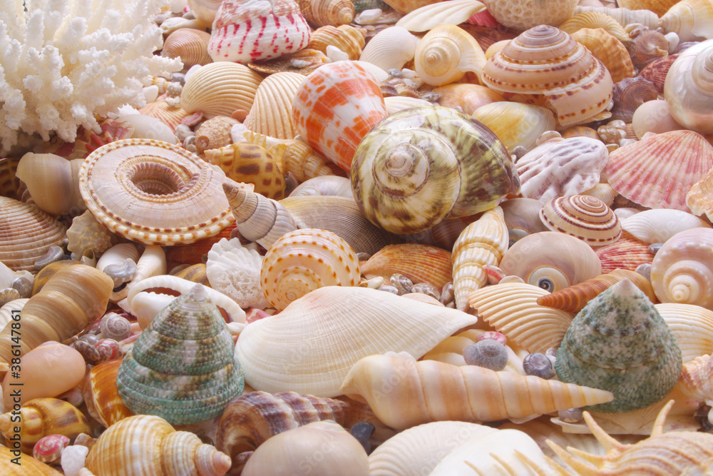 Seashells and corals as background, sea shells collection	