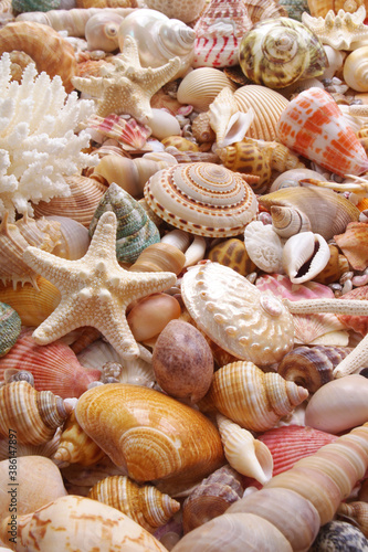 Starfishes and seashells background  lots of amazing seashells and starfishes mixed 