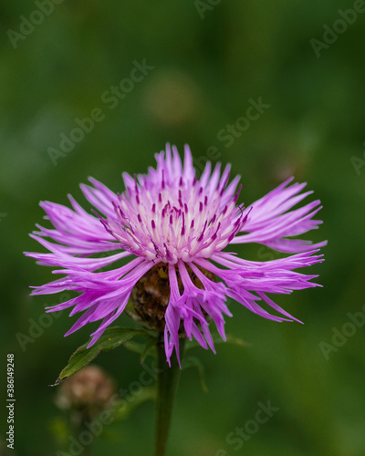 purple flower with a green background