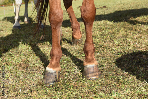 cavallo zoccoli zampe cavalli zoccolo calcio cavallo  photo