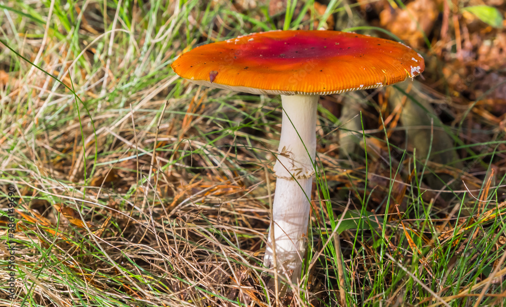 Fly agaric mushroom (Amanita muscaria) on the forest floor