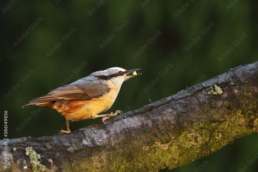 Fototapeta premium The Eurasian nuthatch or wood nuthatch (Sitta europaea) sitting on the branch.