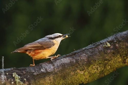 The Eurasian nuthatch or wood nuthatch (Sitta europaea) sitting on the branch.