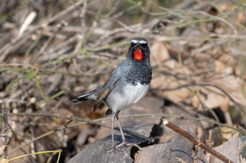 White-tailed rubythroat (Calliope pectoralis), a member of the Muscicapidae family, photographed in Sattal, Uttarkhand, India photo