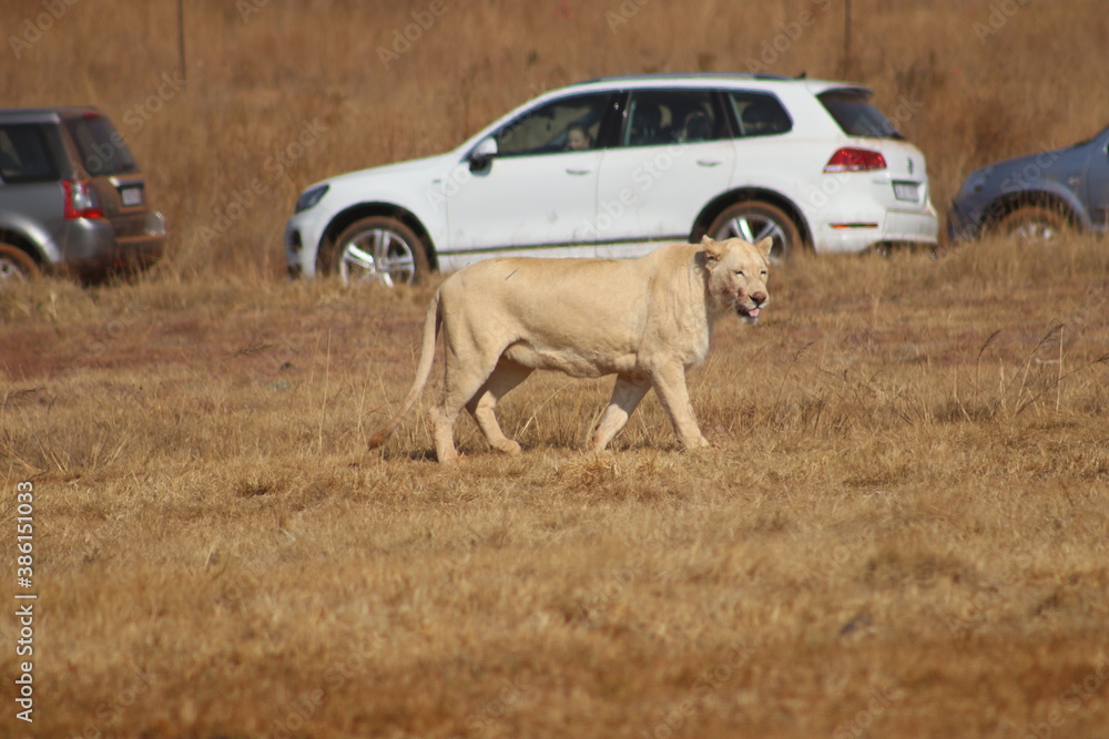Obraz premium Photo Taken in Lion and Rhino Reserve, Krugersdorp
