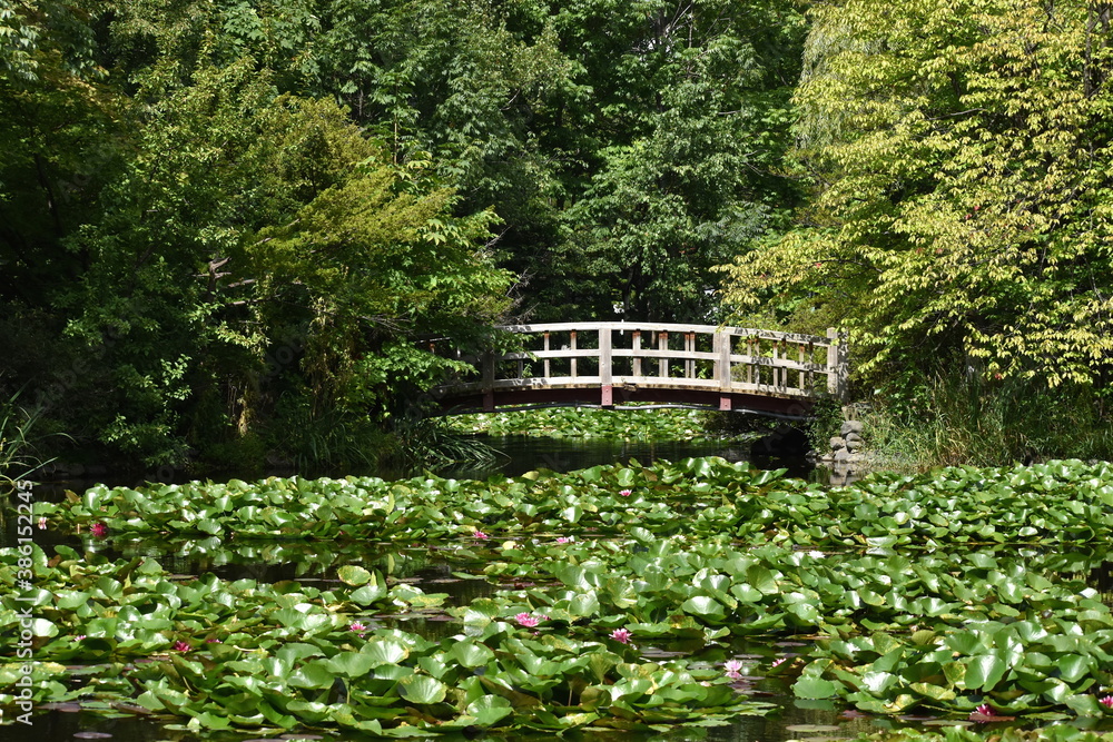 The lotus flower pond with the old aged wooden bridge in Sapporo Japan