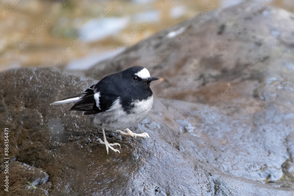 Little Forktail (Enicurus scouleri), a species of bird in the family Muscicapidae, photographed in Sattal, India Little Forktail (Enicurus scouleri), a species of bird in the family Muscicapidae, photographed in Sattal, India
