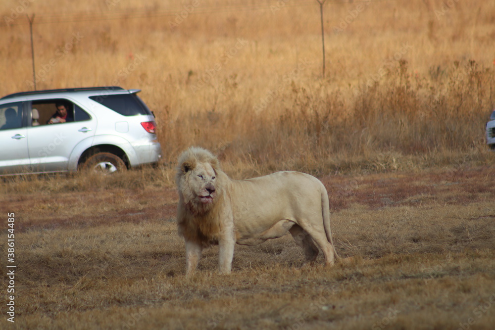 Obraz premium Photo Taken in Lion and Rhino Reserve, Krugersdorp