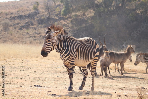 Photo Taken in Lion and Rhino Reserve, Krugersdorp