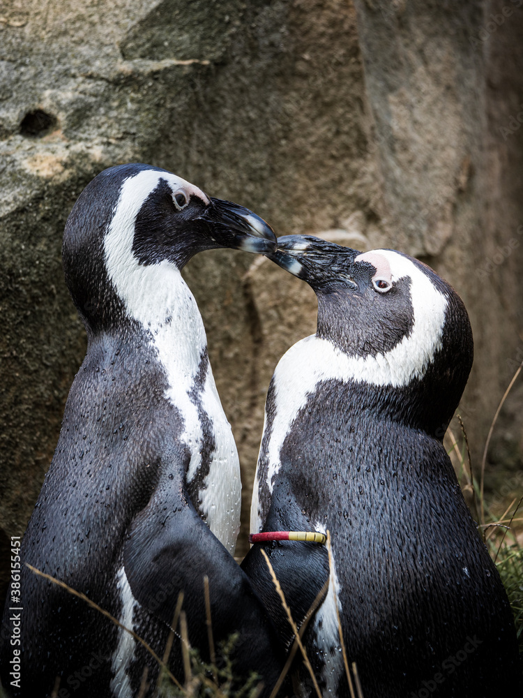 Obraz premium Pinguinliebe