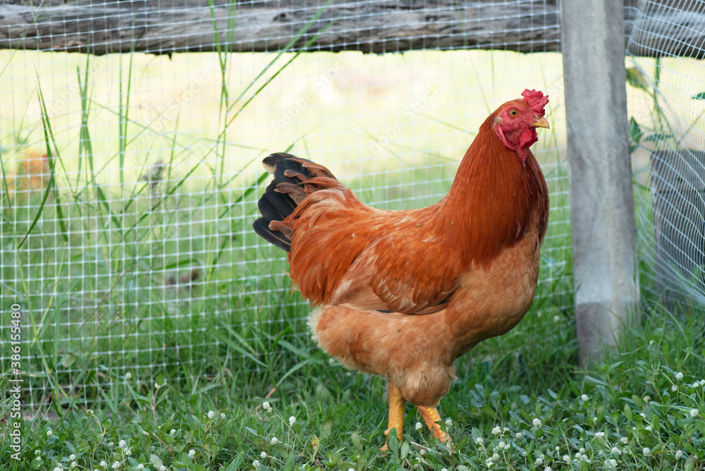 Fototapeta premium A chicken brown , Chicken breeder,Eating grass on the farm.