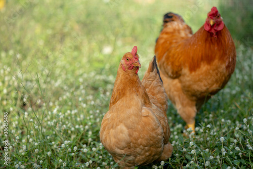 A chicken brown , Chicken breeder,Eating grass on the farm. © KE.Take a photo