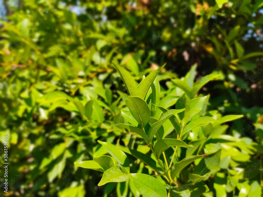 Nature Green Leaves in the Garden Nature Green Leaves in the Garden