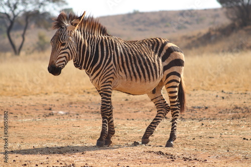 Photo Taken in Lion and Rhino Reserve  Krugersdorp